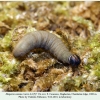 hesperia comma larva4a